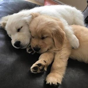 Meet your Posher, Beau